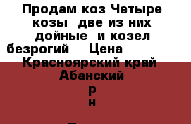 Продам коз.Четыре козы (две из них дойные) и козел,безрогий. › Цена ­ 25 000 - Красноярский край, Абанский р-н, Турово с. Животные и растения » Другие животные   . Красноярский край